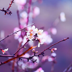 Obraz na plátne 30x30cm Japonská čerešňa Sakura 2