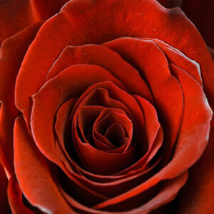 Obraz na plátne 30x30cm RUŽA červený